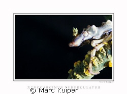 xenocarcinus tuberculatus--lembeh strait, canon 30D in ik... by Marc Kuiper 